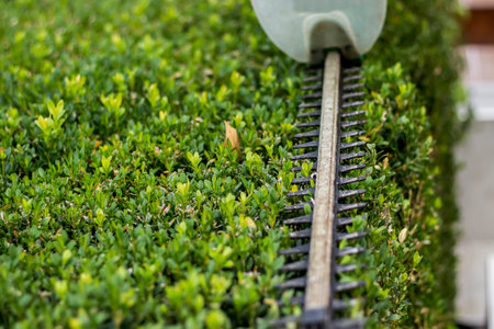Gardener trimming green bush with trimmer machine