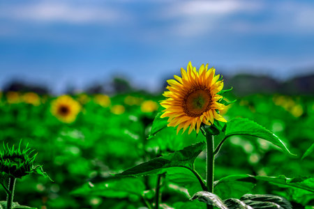 Sunflowers in the field, summertime agricultural backgroundの写真素材