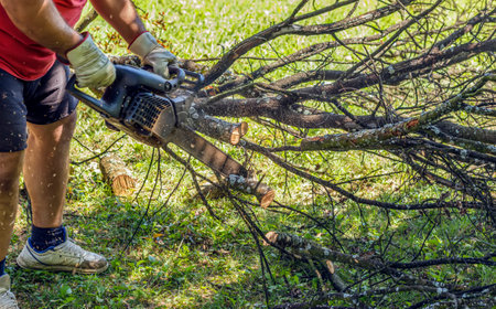 Sawdust flies as a man cuts fallen tree into logsの写真素材