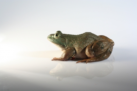 American Bullfrogの写真素材
