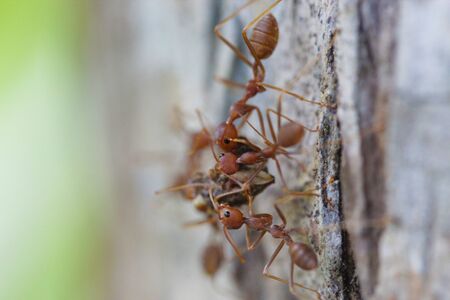 Teamwork 