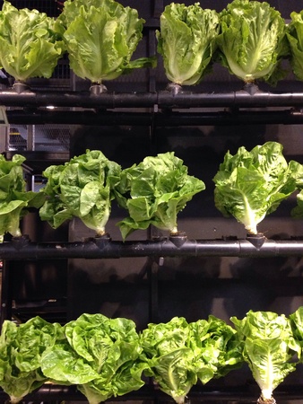Lettuce plant の素材