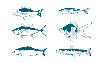 Fish hand drawn vector illustration. Suitable for underwater animal and marine life design element. Salmon, tuna, and herring symbol.のイラスト素材