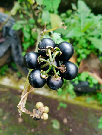 Black eggplant in the garden, close-up of fruit.の写真素材