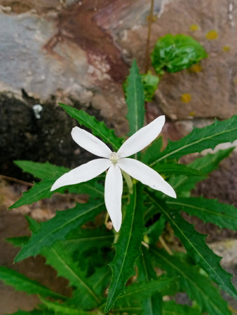 White flower on a background of green leaves and a stone wall.の写真素材