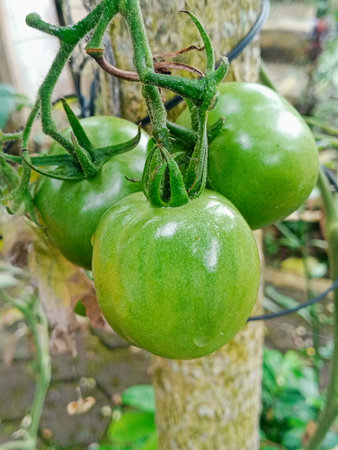 Green tomatoes growing on a vine in a garden. Selective focus.の写真素材