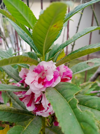 Bouquet of pink flowers and green leaves in the garden.の写真素材