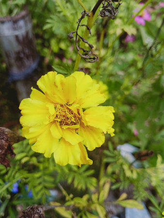 Yellow marigold flower in the garden, closeup of photoの写真素材