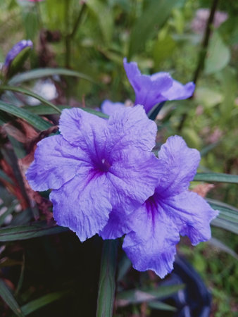 Purple flower in the garden, (Ruellia tuberosa)の写真素材