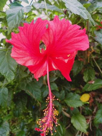 Red hibiscus flower blooming in the garden.の写真素材