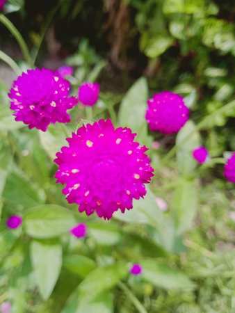 Globe amaranth or Gomphrena globosa flowerの写真素材