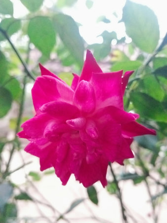 Red rose in the garden. Red rose in the garden.の写真素材