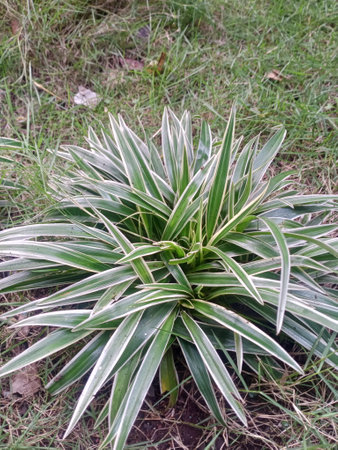 Agave lanceolata plant in the garden with green leavesの写真素材