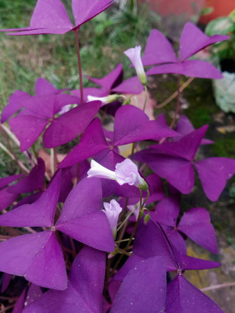 Purple flowers in the garden. Close up of purple flowers.の写真素材