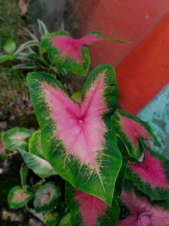 Caladium bicolor, Queen of the Leafy Plants.の写真素材