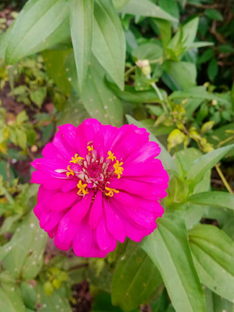 Pink zinnia flower in the garden. (Zinnia violacea Cav.)の写真素材