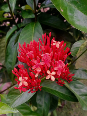 Red Ixora coccinea flower blooming in garden.の写真素材