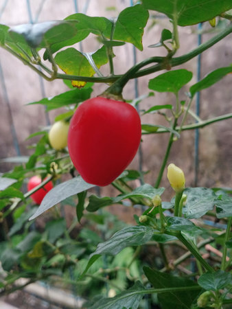Red pepper on the plant in the garden. Selective focus.の写真素材