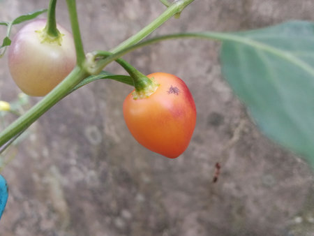 Yellow and red hot chili pepper growing on the plant in the garden.の写真素材