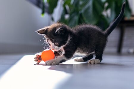 Shot of little black kitten playing and enjoys with orange ball at living room of house.の写真素材