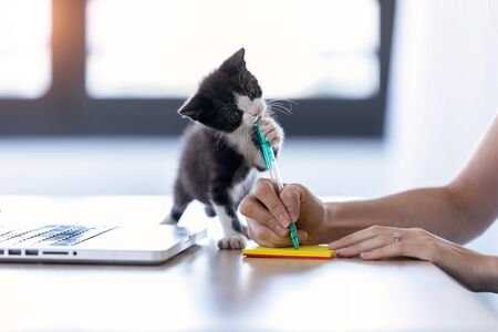 Shot of a pretty little cat biting the tip of a pen while its owner writes a note with him.の写真素材