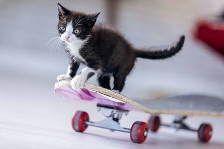 Shot of little black kitten playing and sitting on a longboard at living room of house.の写真素材
