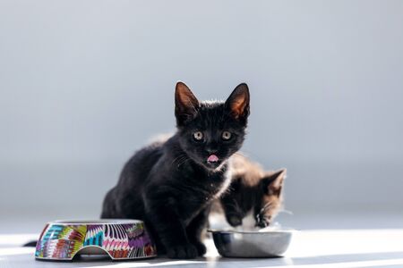 Shot of beautiful little black kitten looking at camera while the other cat licking milk from a bowl placed on the living room floor.の写真素材