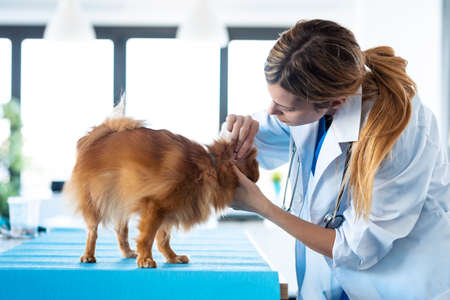 Shot of beautiful young veterinarian woman checking ears of cute lovely pomeranian dog at veterinary clinic.の写真素材