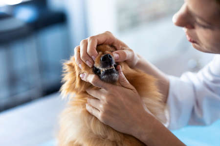 Shot of beautiful young veterinarian woman examining teeth of cute lovely pomeranian dog at veterinary clinic.の写真素材