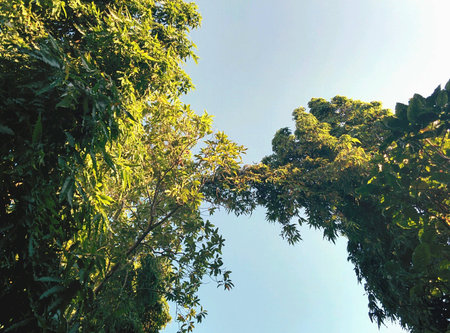 Tree in the backyard