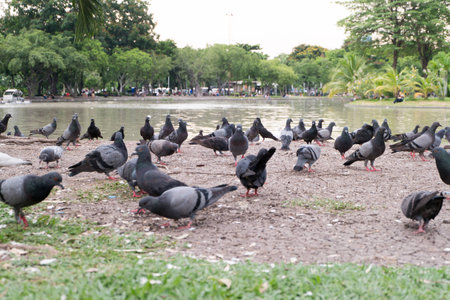 Pigeons feeding on the groundの写真素材