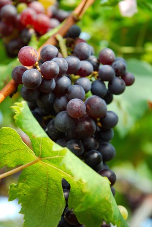 Grape purpleの写真素材