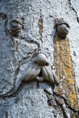 Oldest tree in Thailandの写真素材