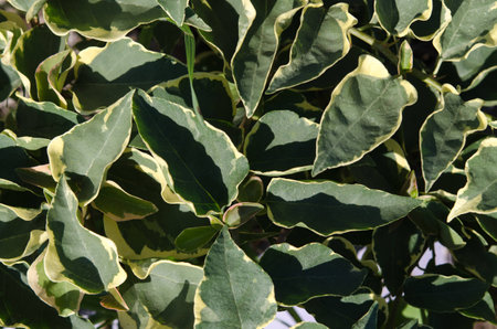 Leaf background light and shadow vintageの写真素材