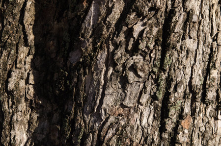 bark texture Light Shadow