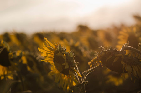 field of sunflowers on a background Vintage Tone Japanの写真素材