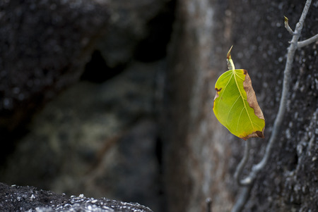 leaf liveの写真素材
