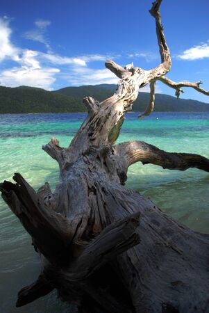 timber in koh lipeの写真素材