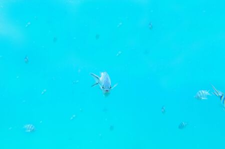 angry fishの写真素材