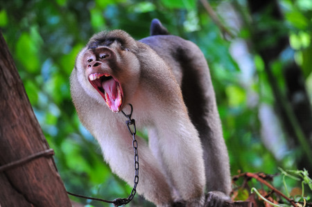 Angry Monkey in forest, Thailand
