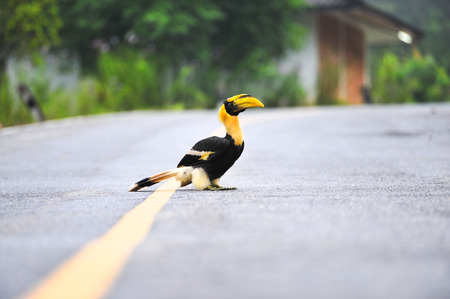 Great hornbilll on the Roadの写真素材
