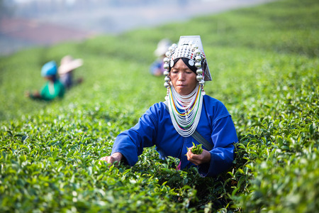THAILAND, CHENG RAI - MARCH 3, 2014  Unidentified Thai Hmong womanharvests tea leaves at tea plantation at Choui Fong  Only uppermost leaves are collected and workers collect daily のeditorial素材