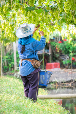 Grapes harvest  Farmer is harvesting ripe grapes in vineyard in Thailandの写真素材