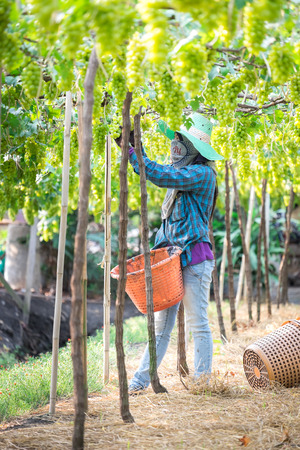 SAMUT SAKHON,THAILAND - APRIL 12  Unidentified Thai Woman picks green grapes in vineyard on April 12, 2014 in Samut Sakhon, Thailand のeditorial素材