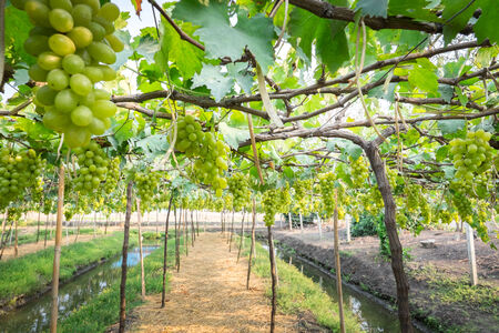 grapes with green leaves on the vine  fresh fruits