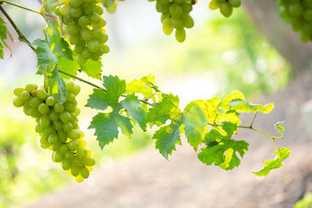 grapes with green leaves on the vine  fresh fruitsの写真素材