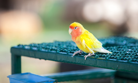 yellow red Little lovebird parrot sits catch steel Cage.