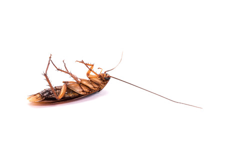 Dead cockroach isolated on a white background.