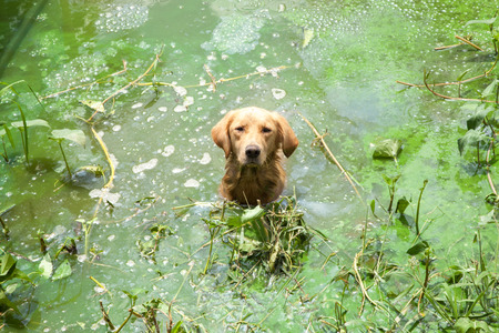 Golden retriever in wastewater pond looking at camera.