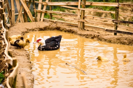 Duck with babiesの写真素材